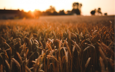 Tablecloths Are Perfect For All Seasons